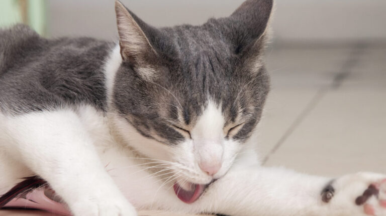 kedilerde kusma neden olur kedi kusma problemi