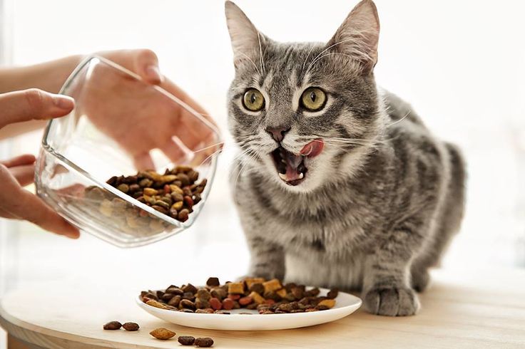 kedi maması seçimi kaliteli kedi maması