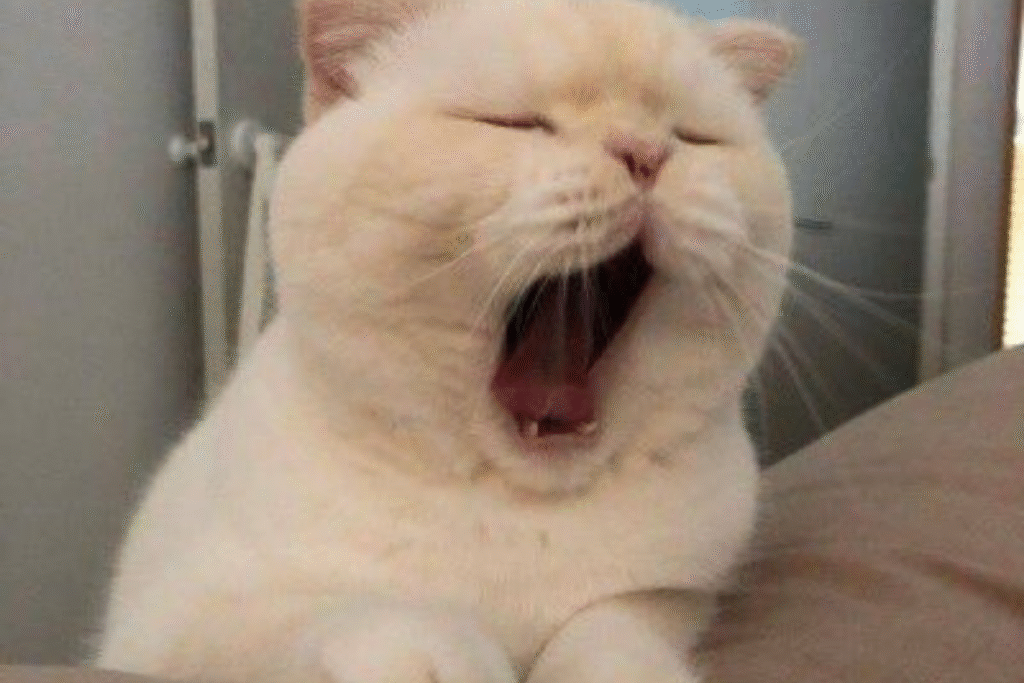 yavru kedi beslenmesi ve bakım rehberi