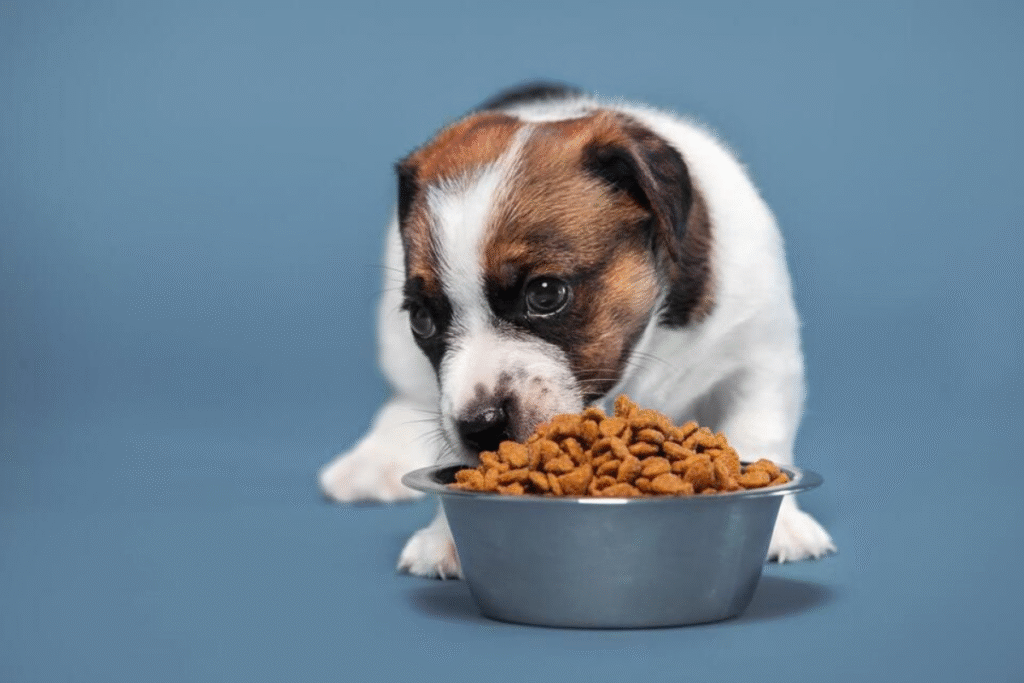 köpek kusma davranışı köpek mide problemi