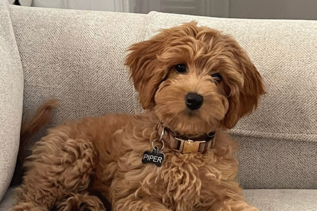 Maltipoo köpek özellikleri ve görünümü