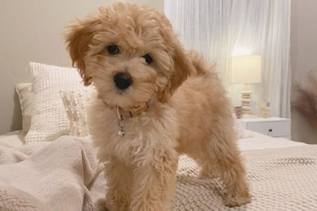 Yavru Maltipoo köpek yakından görünüm