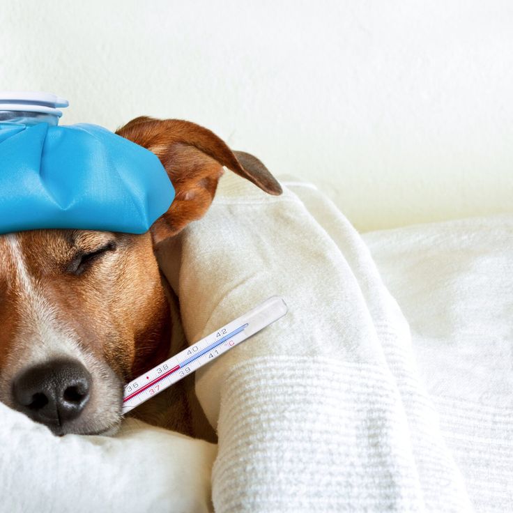 köpek ishal olursa ne yapılmalı köpek sindirim problemi