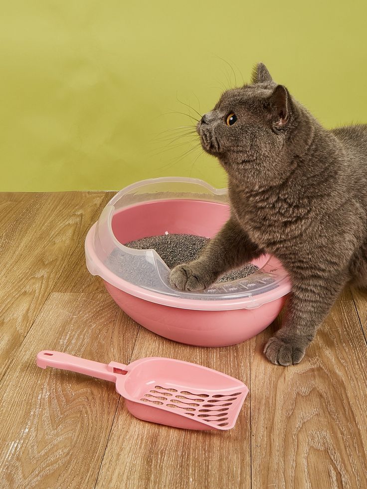 kedi tuvaleti nereye konulmalı kum kabı örneği