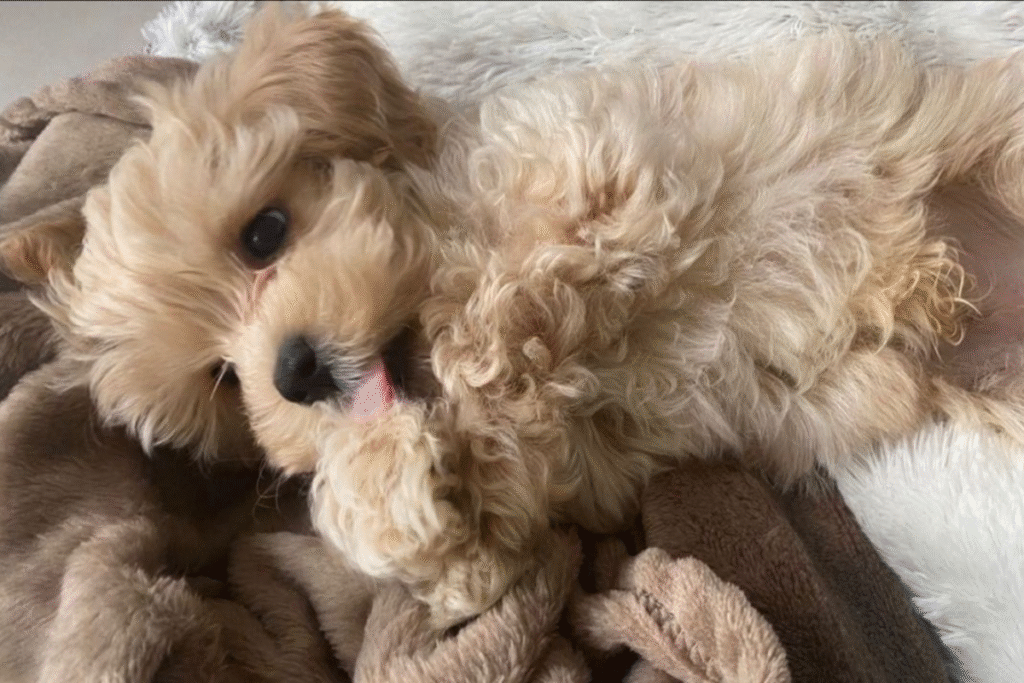 İki Maltipoo köpek birlikte yatarken