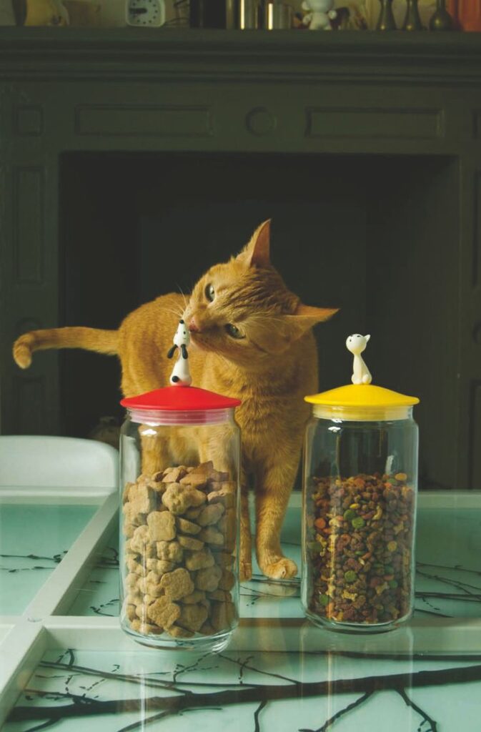 kedim mama yemiyor – mama kabına bakmayan kedi