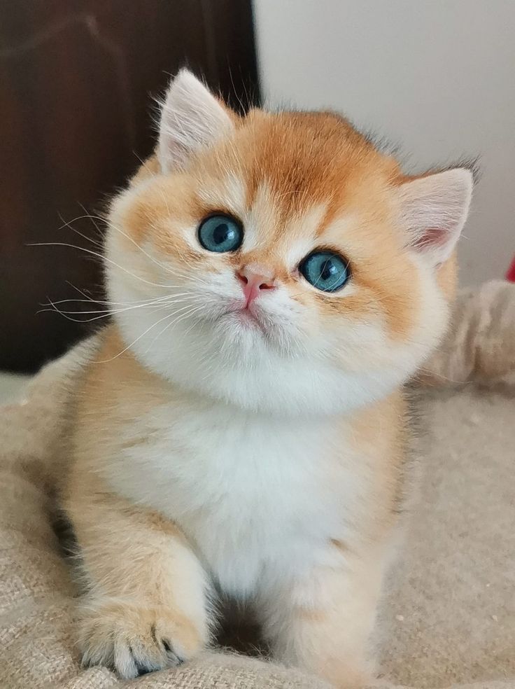 yavru kedi tuvalet eğitimi kum kabı kullanımı