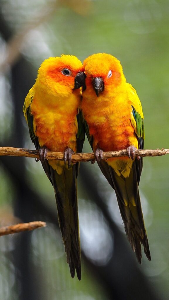 papağan ne yer papağan beslenmesi