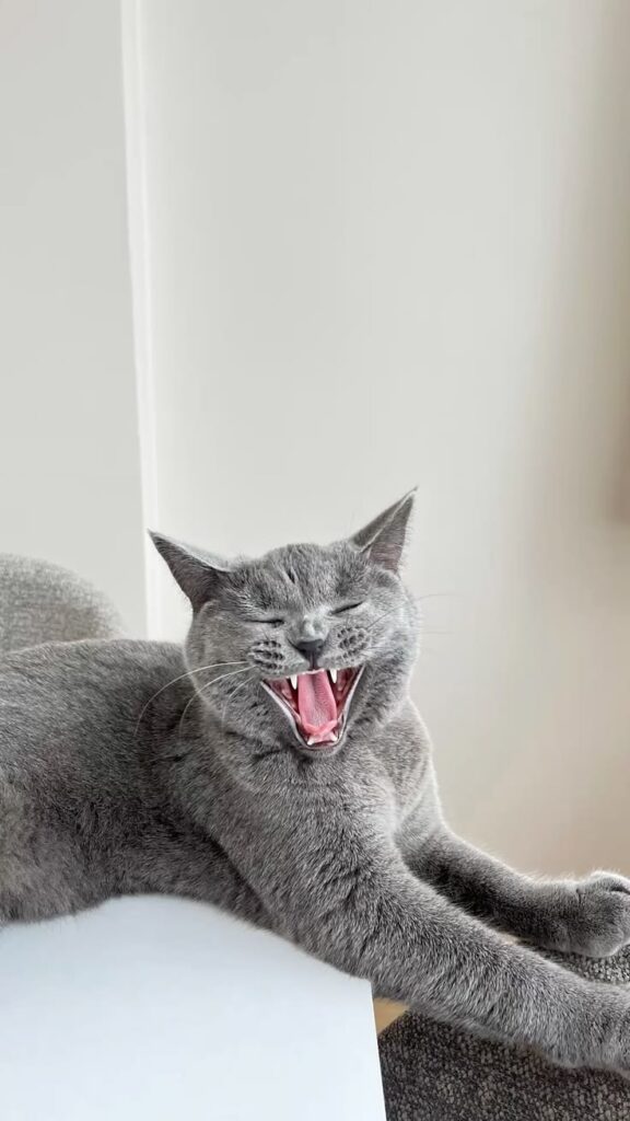 kedi neden sürekli miyavlar – miyavlayan gri kedi