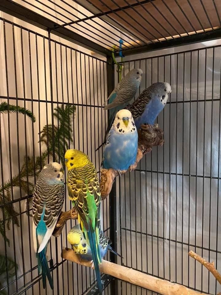 muhabbet kuşu neden sürekli öter