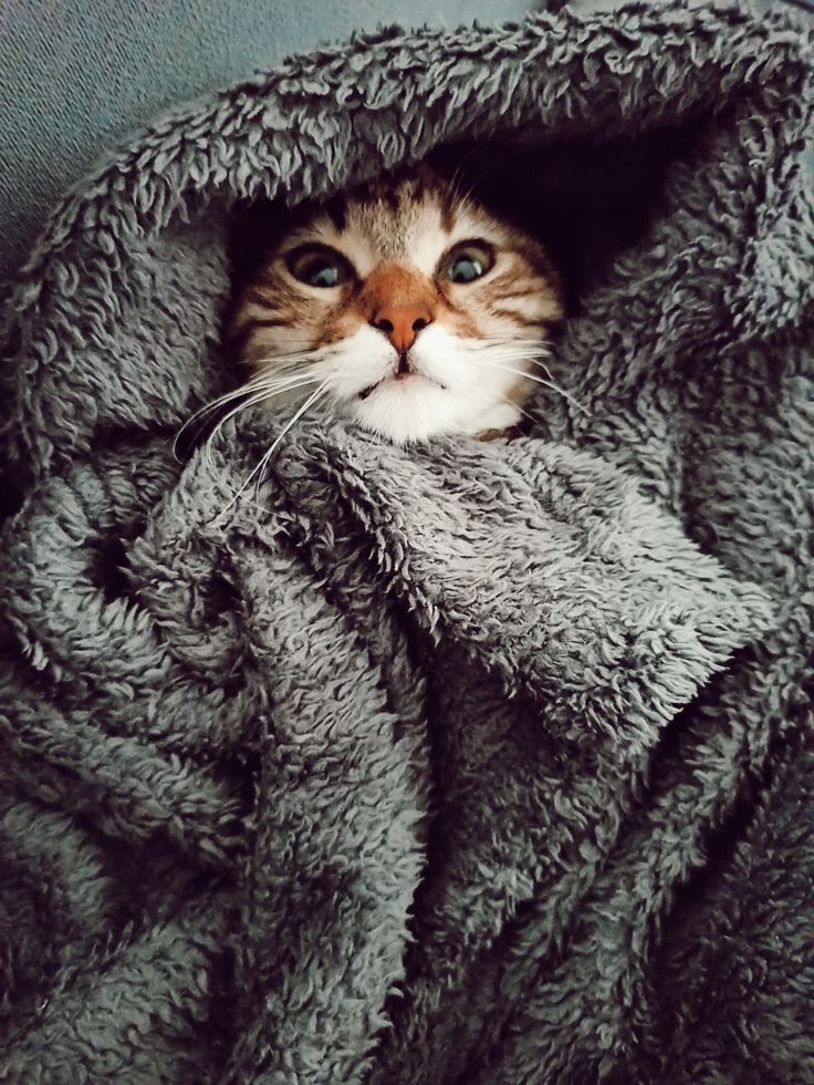 kedi ishal olursa ne yapılmalı – battaniye altında dinlenen kedi