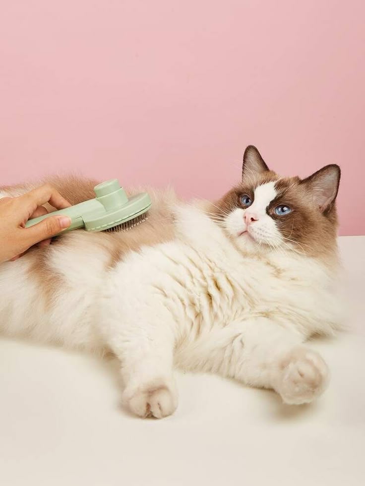 kedi tüy dökmesi nasıl azaltılır kedi tüy bakımı