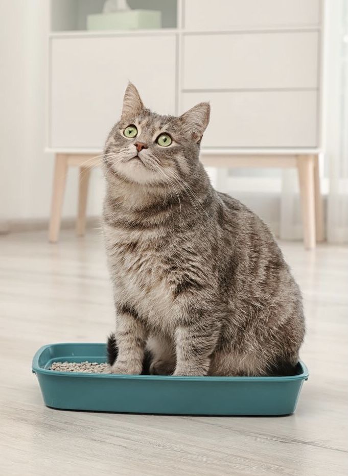 kedi kum kabını neden kullanmaz – kum kabında oturan kedi