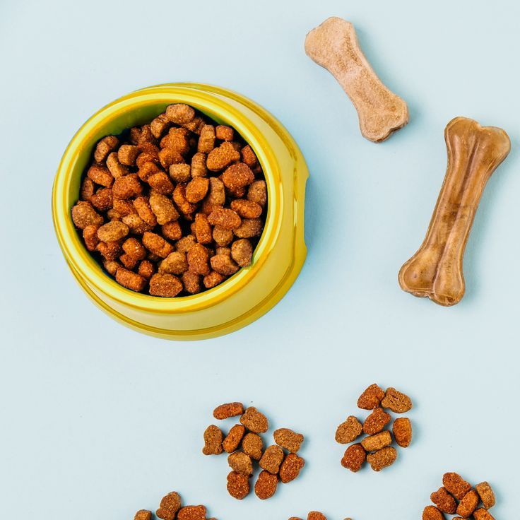 köpeğim mama yemiyor – mama kabına bakmayan köpek