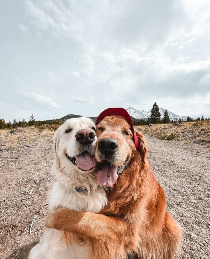 yavru köpek sosyalleştirme nasıl yapılır köpek eğitimi