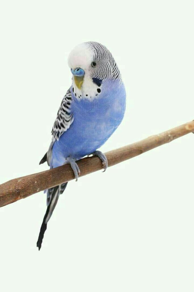 muhabbet kuşu nasıl konuşturulur konuşan muhabbet kuşu