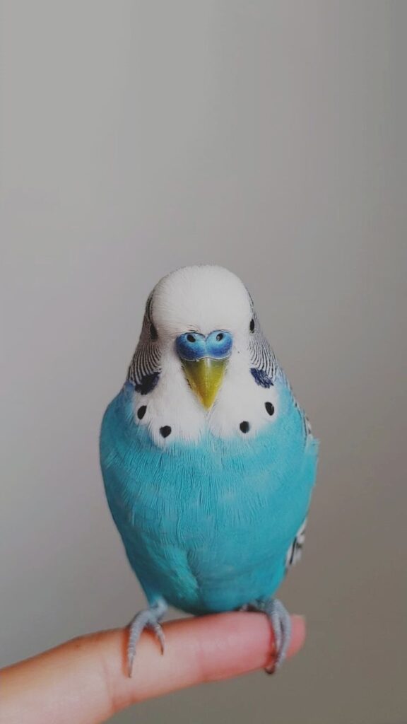 muhabbet kuşu ele nasıl alıştırılır kuş eğitimi