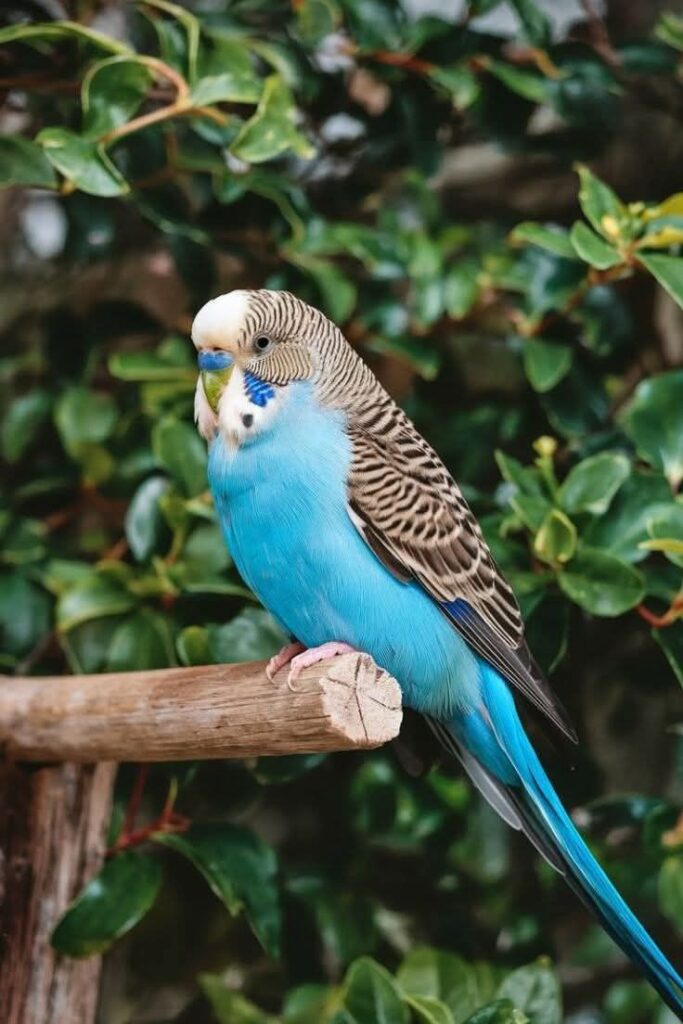 muhabbet kuşu ısırması nasıl engellenir