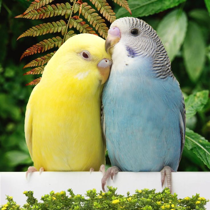 muhabbet kuşu neden tüylerini yolar