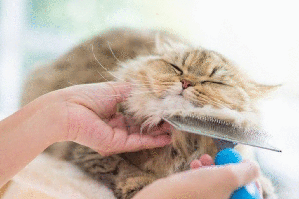kedi tüy dökmesi için kedi tarama işlemi