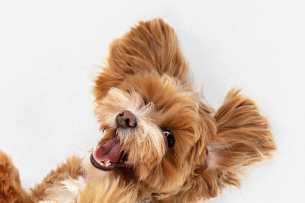 köpek havlaması nasıl engellenir köpek eğitiminde havlama kontrolü