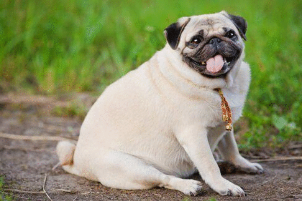 aşırı kilolu köpek obezite problemi