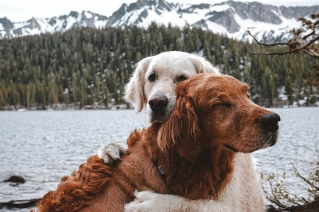 yavru köpek sosyalleştirme diğer köpeklerle tanışma