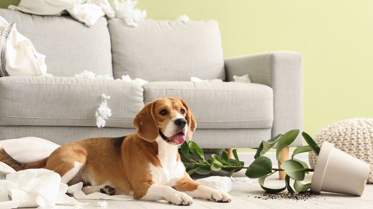 Köpek neden kusar? Köpek kusmasının en yaygın nedenlerini ve çözüm yollarını öğrenin. Köpek kusması hakkında detaylı rehber.