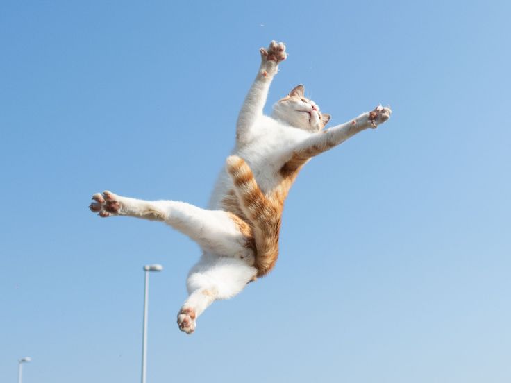 kedi gece neden koşar – zıplayan ve koşan kedi